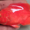 Oscar super red chili