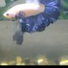 Rosetail Blue Rim