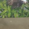 Halfmoon Betta Black Samurai