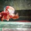 Hmpk Nemo Copper