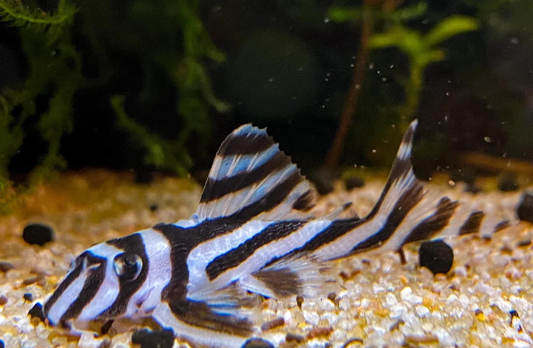 Pleco Species Protected by CITES