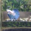 Halfmoon Big Ear Blue rim Line Dumbo