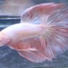 Halfmoon pink armagedon Betta fish