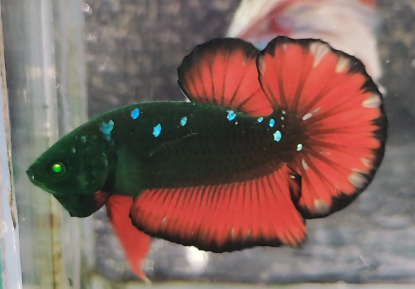 Are Hulk Betta Permitted?